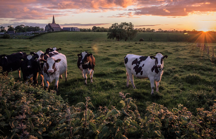 Слово впервые возникло в индоевропейском языке. Слово впервые возникло в индоевропейском языке.