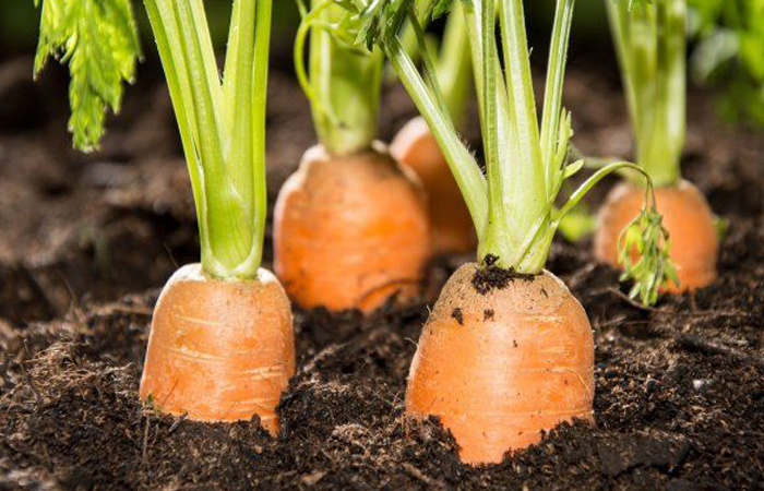 Под землей на корнеплод воздействовали темные силы!