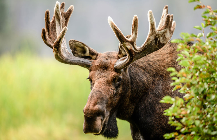 Из лосиной кожи получался идеальный материал для лосин. Из лосиной кожи получался идеальный материал для лосин.