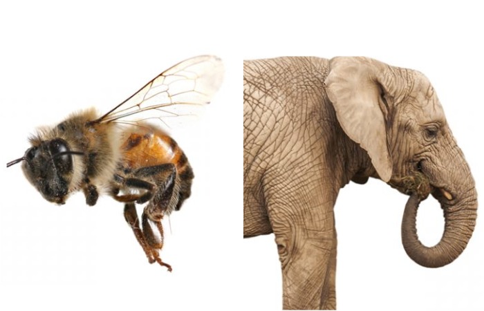 А вы знали, что слоны очень боятся пчел?