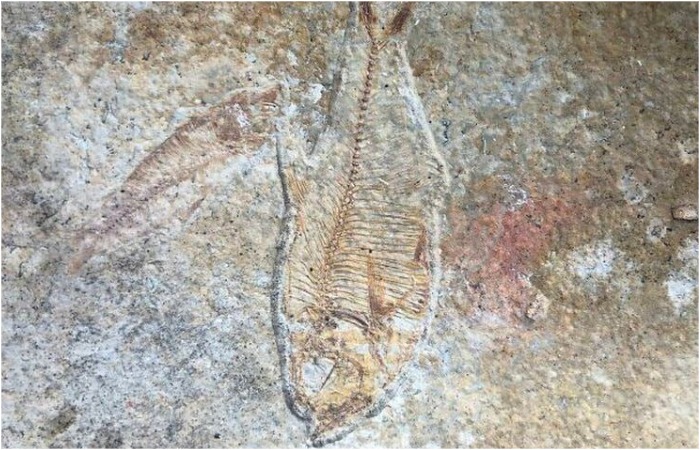 Отпечаток рыбы, но... каким образом он оказался в доме? Отпечаток рыбы, но... каким образом он оказался в доме?