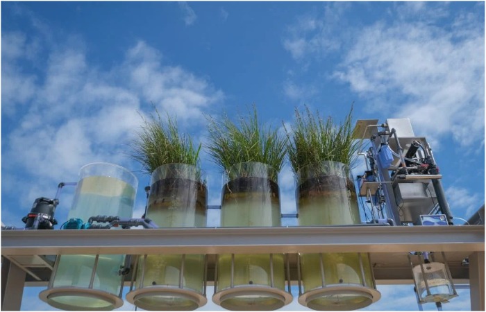 Колбочки вблизи. 