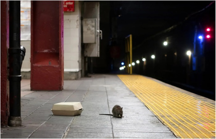 Главная причина нашествия крыс - мусор.