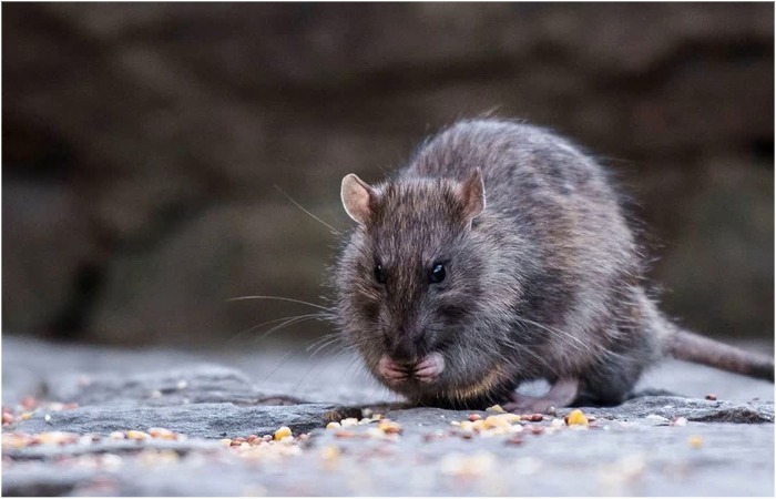 Грустный Реми после того, как узнал о браслетах. 