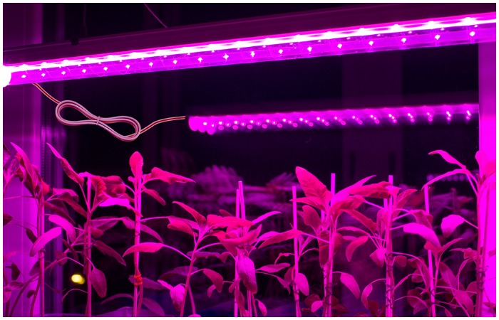 Один из пример фитоламп.