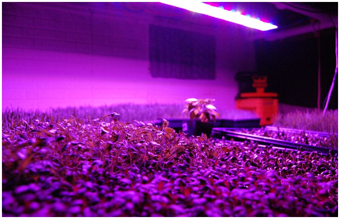 И... еще одна фитолампа! 