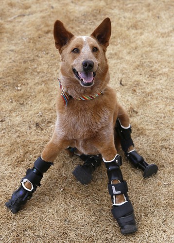 Чудеса ортопедии: собака на четырех протезах от Orthopets