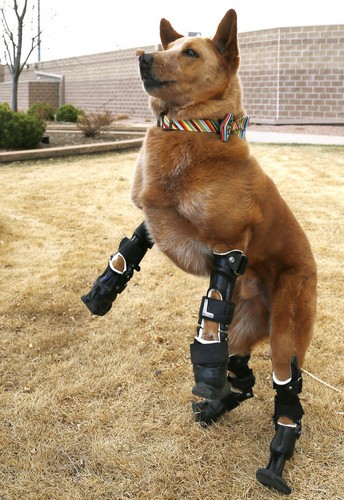 Чудеса ортопедии: собака на четырех протезах от Orthopets