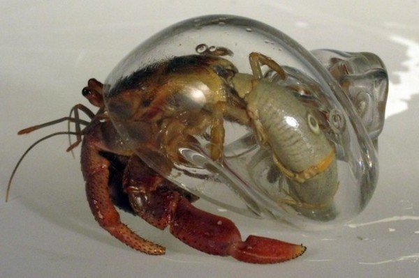 Crabitats — искусственные раковины для крабов-отшельников