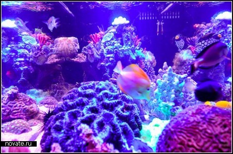 Элитный аквариум за 200 тысяч долларов
