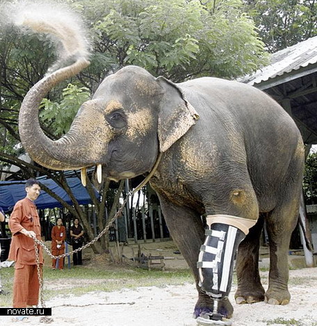Протез для слона