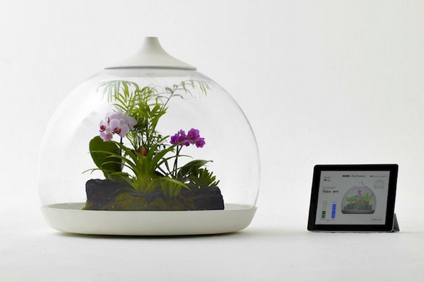 Biome Smart Terrarium – экосистема под управлением iPad