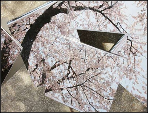 Японские зеркальные скамейки, отражающие сакуру