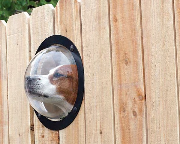 Pet Peek – окно в мир для вашей собаки