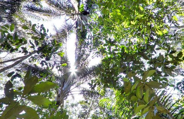 Джунгли Амазонии в Google Street View