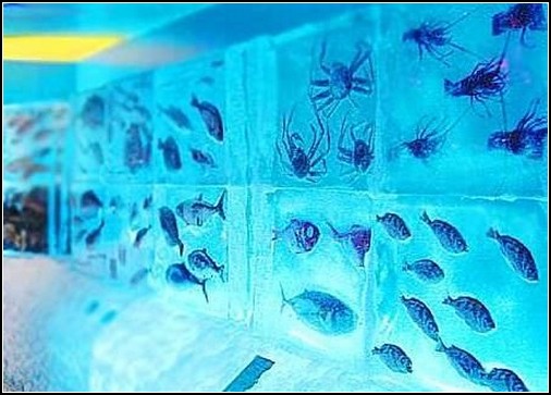 Ледяной аквариум в Японии