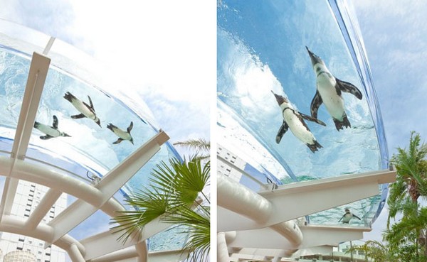 Летающие пингвины в токийском Sunshine Aquarium