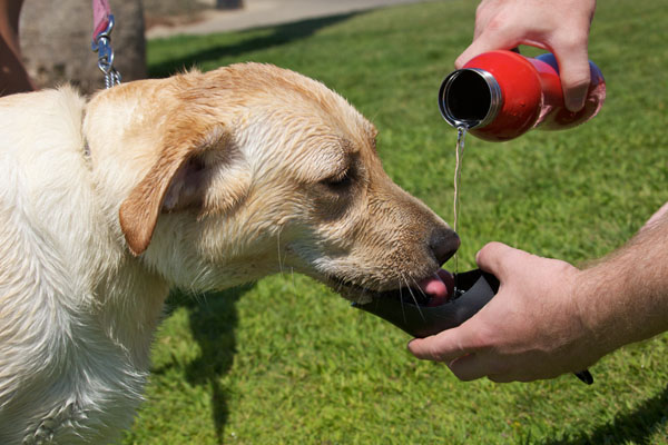 Бутыль с крышкой, из которой собаке удобно утолить жажду.