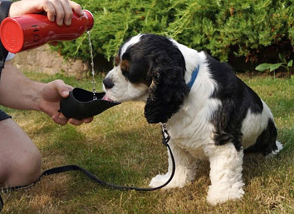 Бутылочка с крышкой, из которой собаке удобно лакать воду.