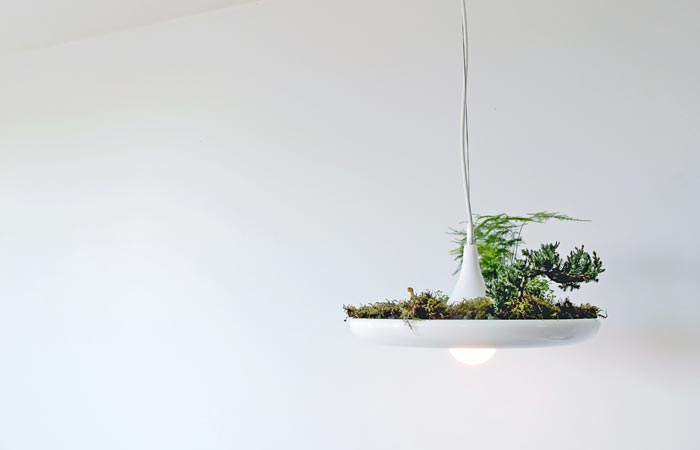 Светильник-кашпо: висячие сады в квартирных условиях.