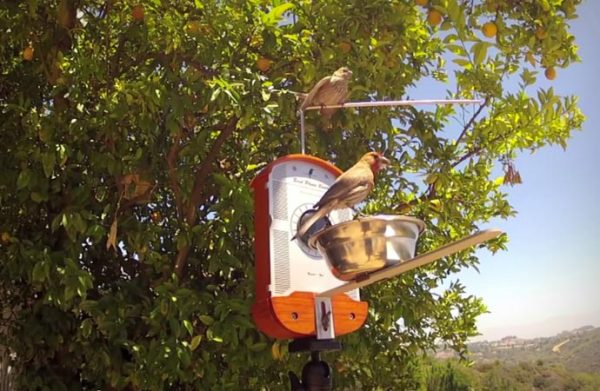 Кормушка Bird Photo Booth с сидящими на ней птицами.