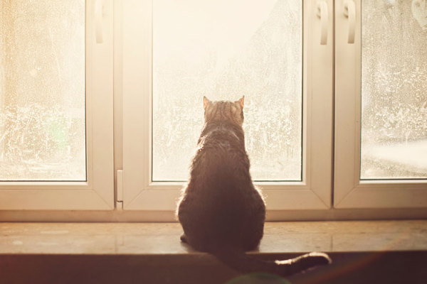 Кот, который любит смотреть в окно.