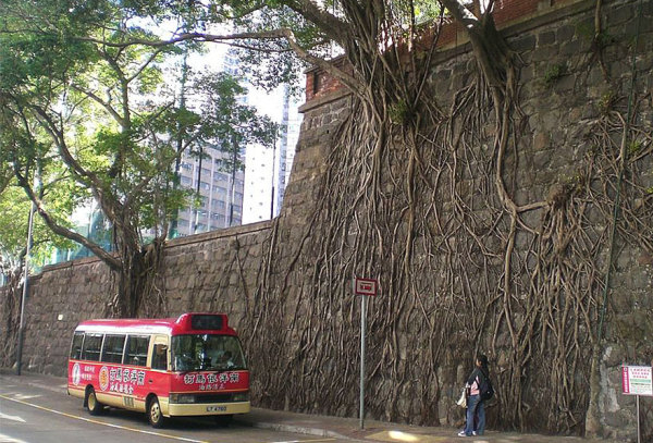 Узоры из корней деревьев, выросших в городе.