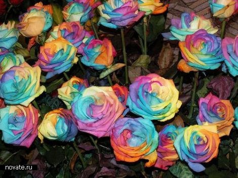 Розы со всеми цветами радуги