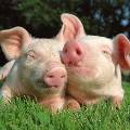 Ради особого мяса в Украине стали выращивать пивных свиней