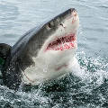 Умные беспилотники будут отслеживать акул в океане