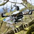 Квадрокоптер на птичьих лапах сможет садиться на ветки деревьев
