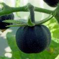 В Израиле вырастили чёрные помидоры