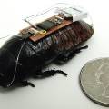 Ученые создали тараканов-киборгов