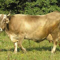Швицкая порода коров: описание, продуктивность, преимущества