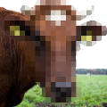 Щепетильный алгоритм Google Street View замазал морду британской коров