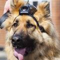 Британских полицейских собак оснастили видеокамерами