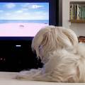 У собак появился собственный телеканал