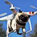 В США предложили использовать дроны для лечения луговых собачек от чумы 