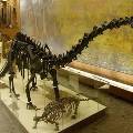 Ученые создали роботизированную копию древнего ящера