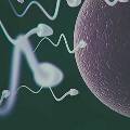 ИИ может находить сперму у бесплодных мужчин в 1000 раз быстрее, чем человек