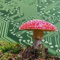 Ученые создали живые компьютеры из грибов, имитирующие память мозга