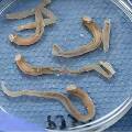 Учёные планируют накормить человечество «корабельными червями»
