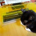 В Японии придумали, как защитить компьютер от кота
