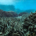 Земля достигла первого климатического предела: коралловые рифы разрушаются