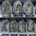 Китайские автоматы продают живых крабов