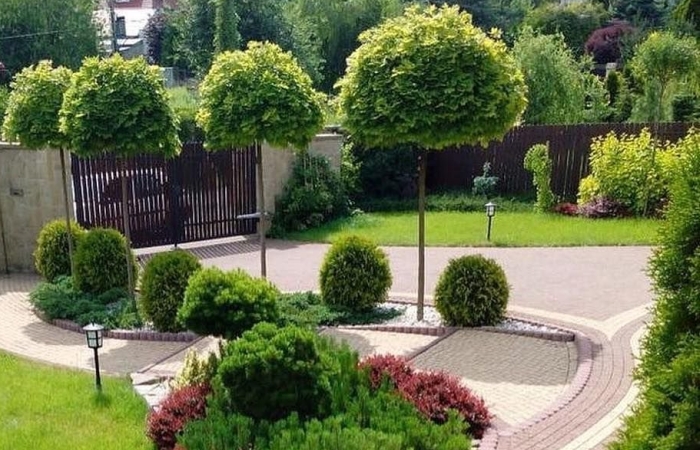 Декоративные деревья для ландшафтного дизайна садового участка