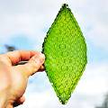 Британцы создали первый в мире искусственный лист