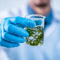 Учёные предложили выраживать микроводоросли вместо сои