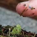 Ученые предупредили, что микропластик накапливается в организме человека и влияет на поведение