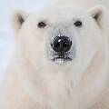 Новая технология поможет ученым изучать белых медведей в условиях изменения климата